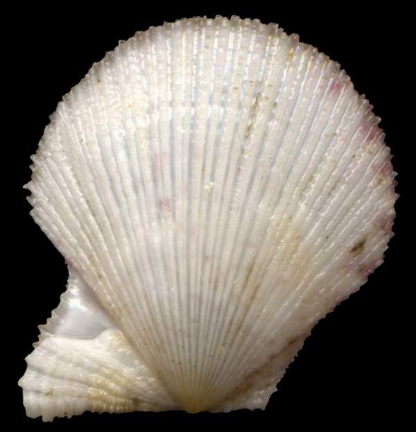 Clamys multistriata